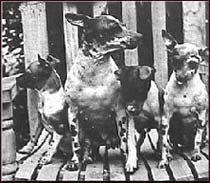 Foundation dogs of the American Hairless Terrier
