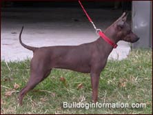 Solid-colored American Hairless Terrier