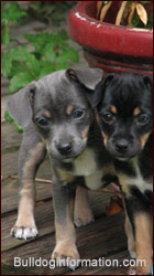 Rat Terrier Puppies, blue-and-white and black-and-white
