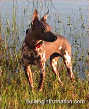American Hairless Terrier