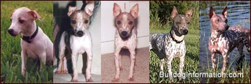 Rare tri-red American hairless terrier at various age stages (puppy to adult)