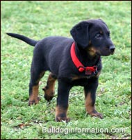 Beauceron puppy