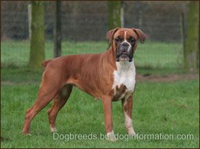 boxer bulldog breed