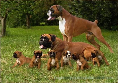 What were boxers bred to do?