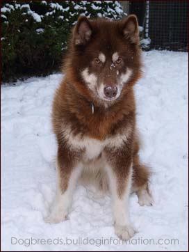 canadian eskimo dog