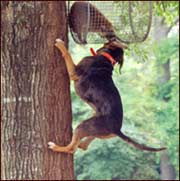 Catahoula leopard dog climbing up a tree