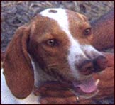 Catalburun, a Turkish dog breed with split nose