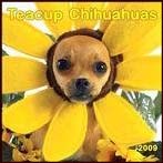 Chihuahua Calendar 2009 - Teacup Chihuahuas