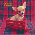 Chihuahua Puppies Calendar 2009