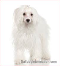 Coated Chinese Crested