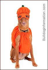 Doberman Halloween costumes