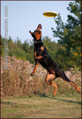 Doberman catching a disc