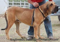 Male Fila Brasileiro