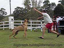 Fila Brasileiro during a temperament test