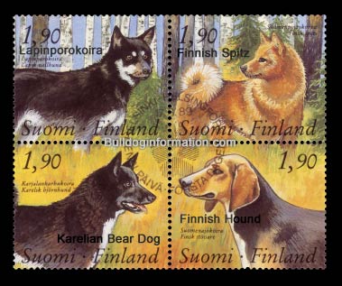 dogs breeds z. Finnish Dog Breeds