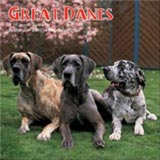 Great Danes Calendar 2009