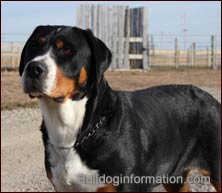 Greater Swiss Mountain Dog