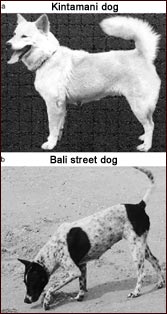 Kintamani dog vs. Bali street dog