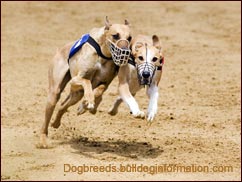 Magyar Agar (Hungarian Greyhound):