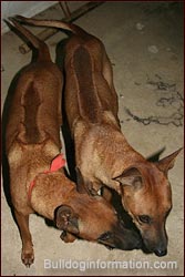 Thai ridgebacks with visible ridges (arrow and feather)