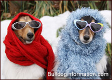 Two Shetland Sheepdogs wearing sunglasses and scarves