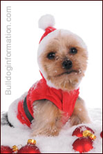 Christmas costumes for small dogs